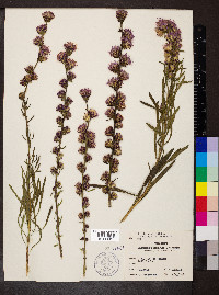 Liatris aspera image