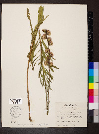 Liatris aspera image