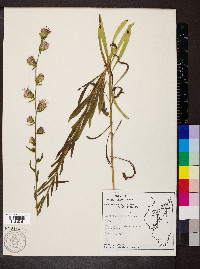 Liatris aspera image