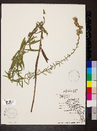 Liatris aspera image