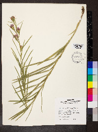 Liatris cylindracea image