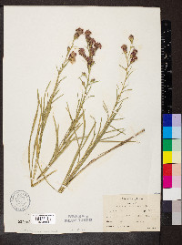 Liatris cylindracea image