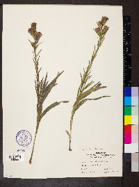 Liatris cylindracea image