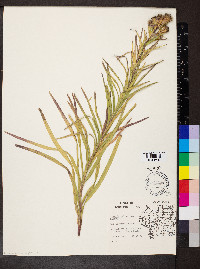 Liatris cylindracea image