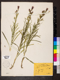 Liatris cylindracea image