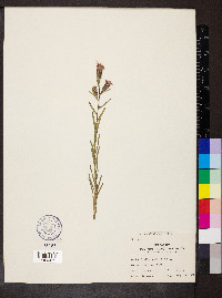 Liatris cylindracea image