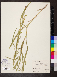 Liatris cylindracea image