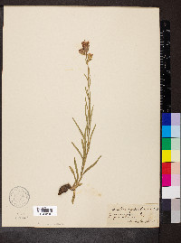 Liatris cylindracea image