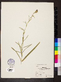 Liatris cylindracea image