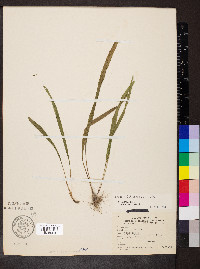 Liatris cylindracea image