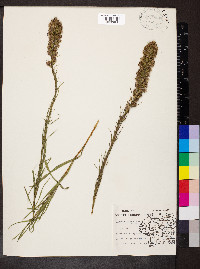Liatris pycnostachya image
