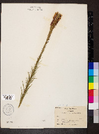 Liatris pycnostachya image