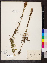 Liatris pycnostachya image