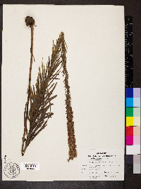 Liatris pycnostachya image