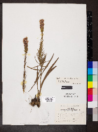 Liatris pycnostachya image