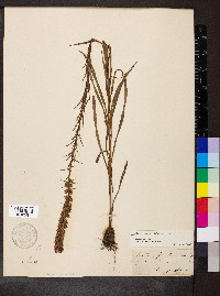 Liatris pycnostachya image