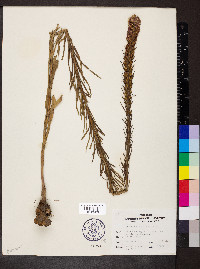 Liatris pycnostachya image