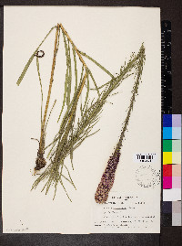 Liatris pycnostachya image