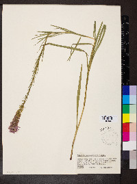 Liatris pycnostachya image