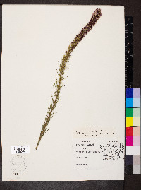 Liatris pycnostachya image