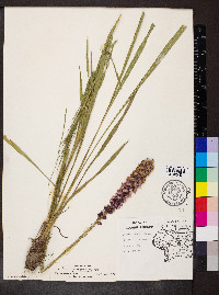 Liatris pycnostachya image