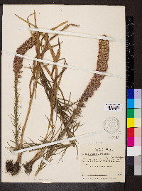 Liatris pycnostachya image