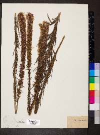 Liatris pycnostachya image