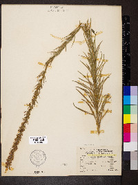Liatris pycnostachya image