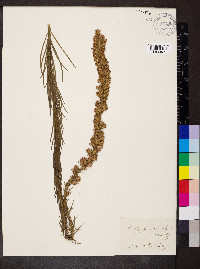 Liatris pycnostachya image