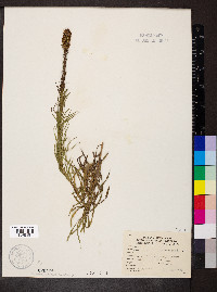 Liatris pycnostachya image