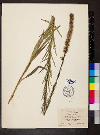 Liatris spicata image