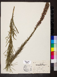 Liatris spicata image