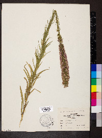 Liatris spicata image