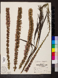 Liatris spicata image