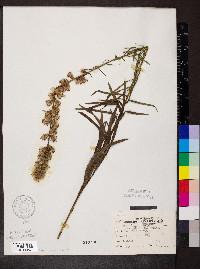 Liatris spicata image