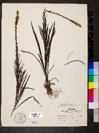 Liatris spicata image