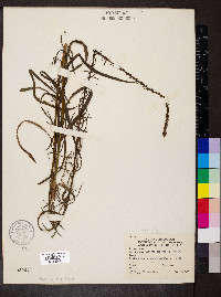 Liatris spicata image