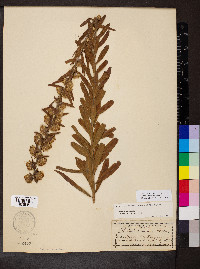 Liatris squarrulosa image