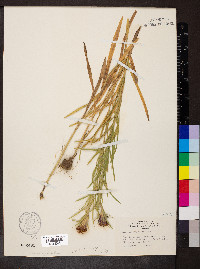 Liatris squarrosa image