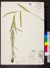 Liatris squarrosa image