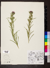 Liatris squarrosa image