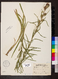 Liatris squarrosa image