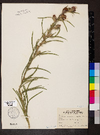 Liatris squarrosa image