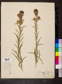 Liatris squarrosa image