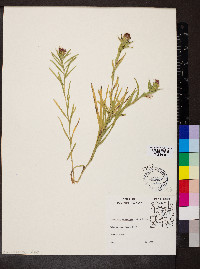 Liatris squarrosa image