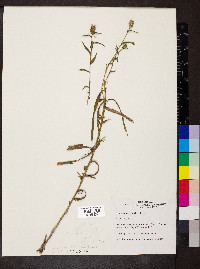 Liatris squarrosa image