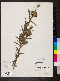 Liatris squarrosa image