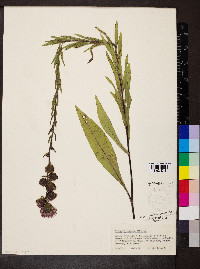 Liatris ligulistylis image