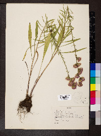 Liatris aspera image