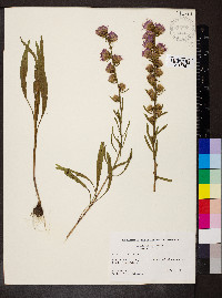 Liatris aspera image